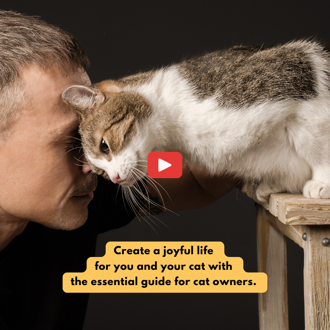 Essential Guide for Cat Owners